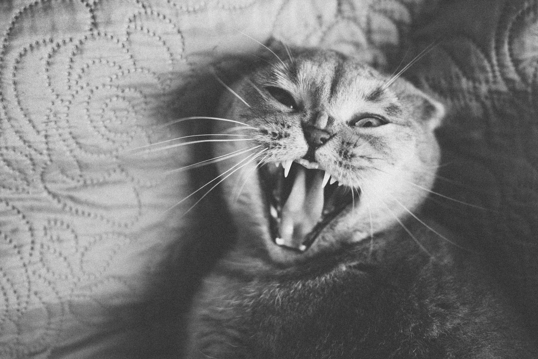 Portrait of a cat at a veterinary clinic
