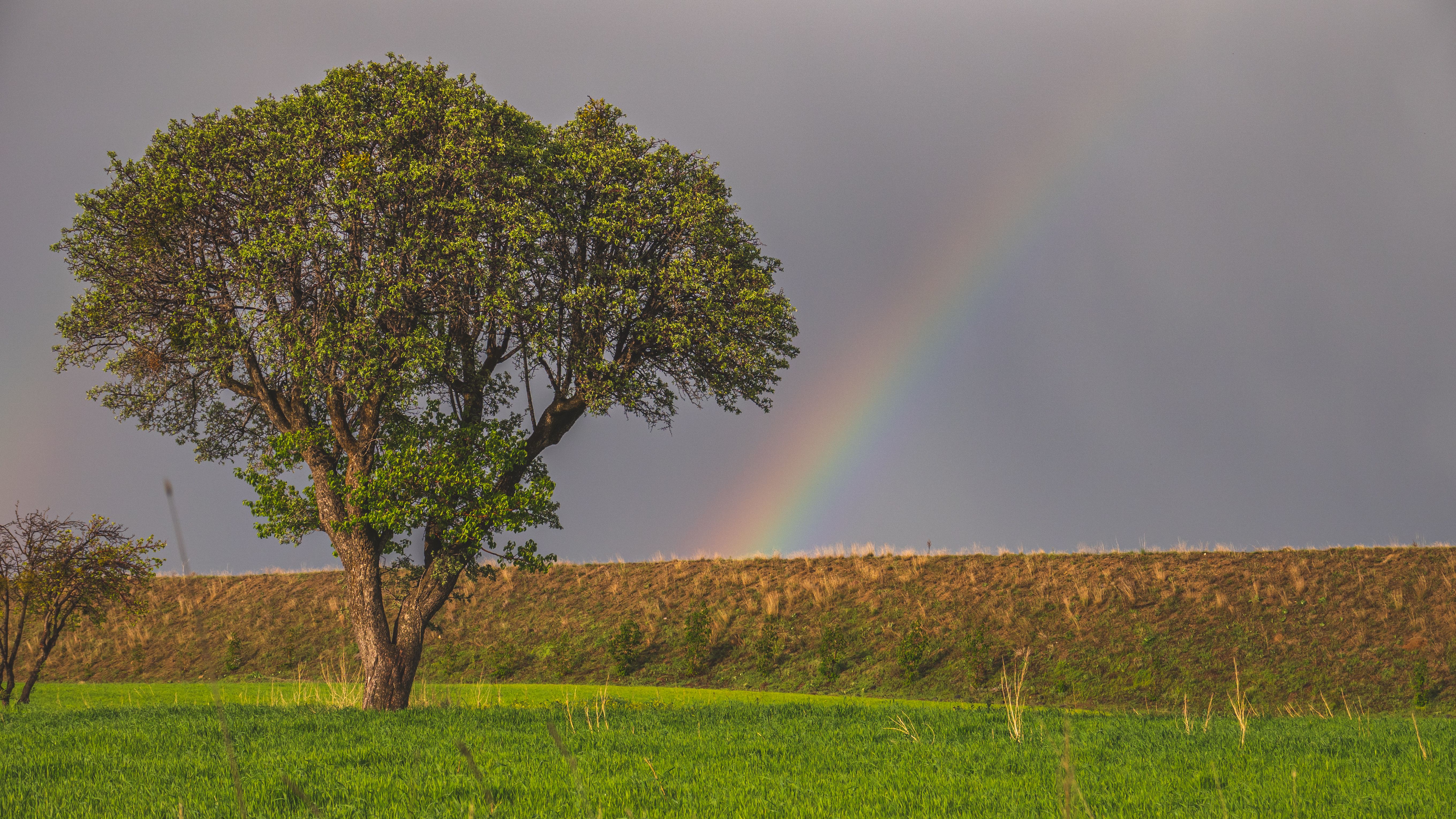 A serene landscape showcasing a lone tree and vibrant rainbow after a rainstorm, set against a lush green field.