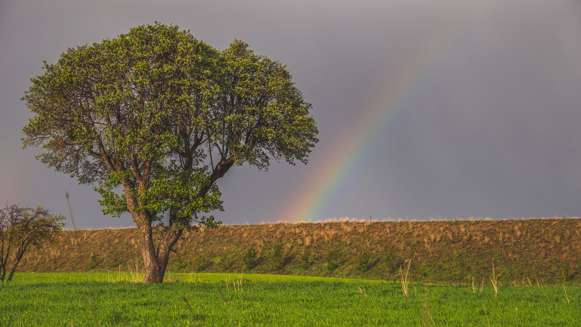 A serene landscape showcasing a lone tree and vibrant rainbow after a rainstorm, set against a lush green field.