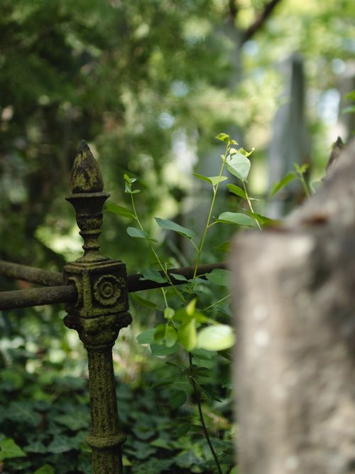 Free A close-up of an ornate iron fence surrounded by lush green foliage in a serene garden setting. Stock Photo