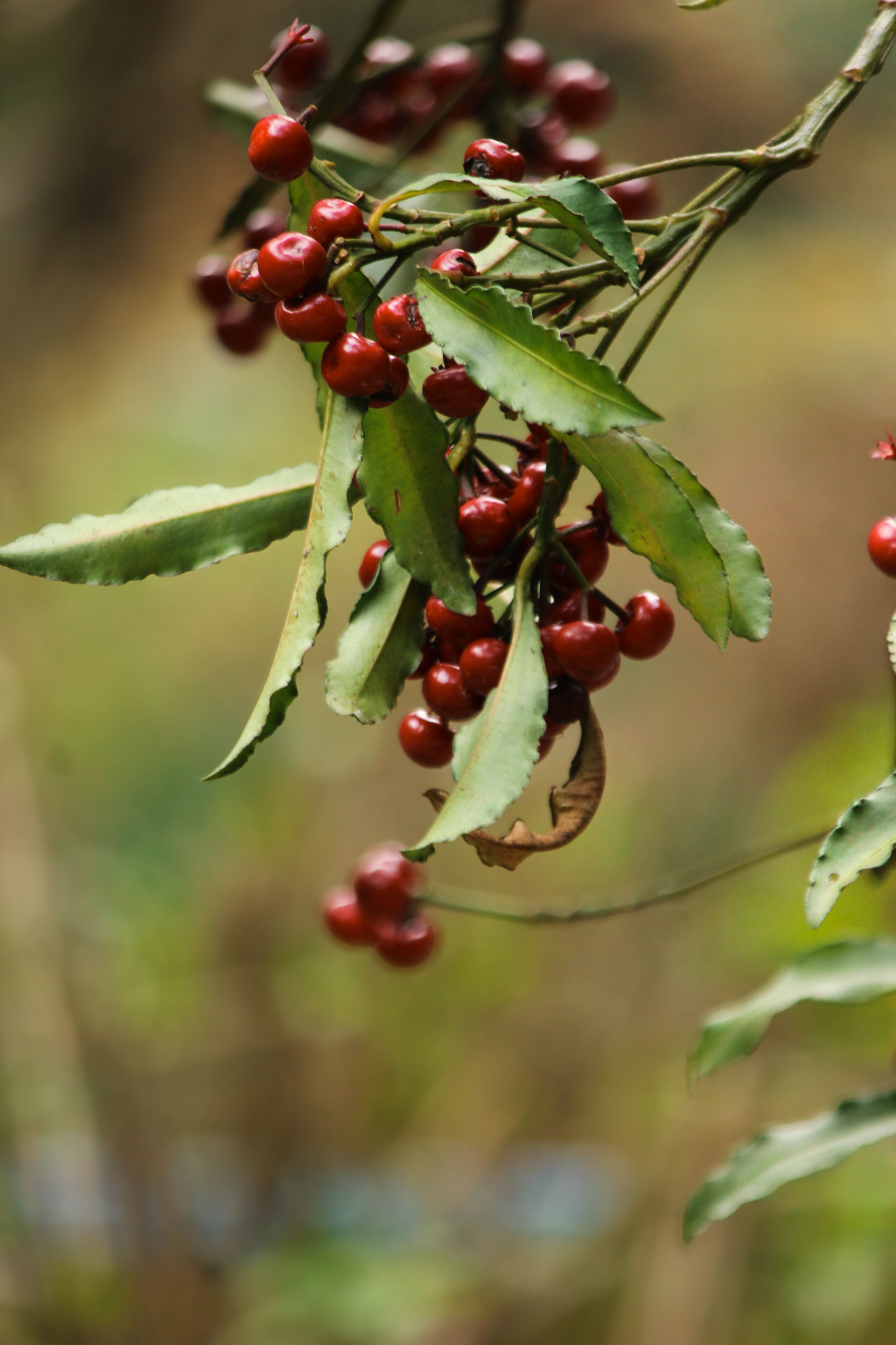 A vibrant close-up of red berries hanging on a branch against a soft green background.