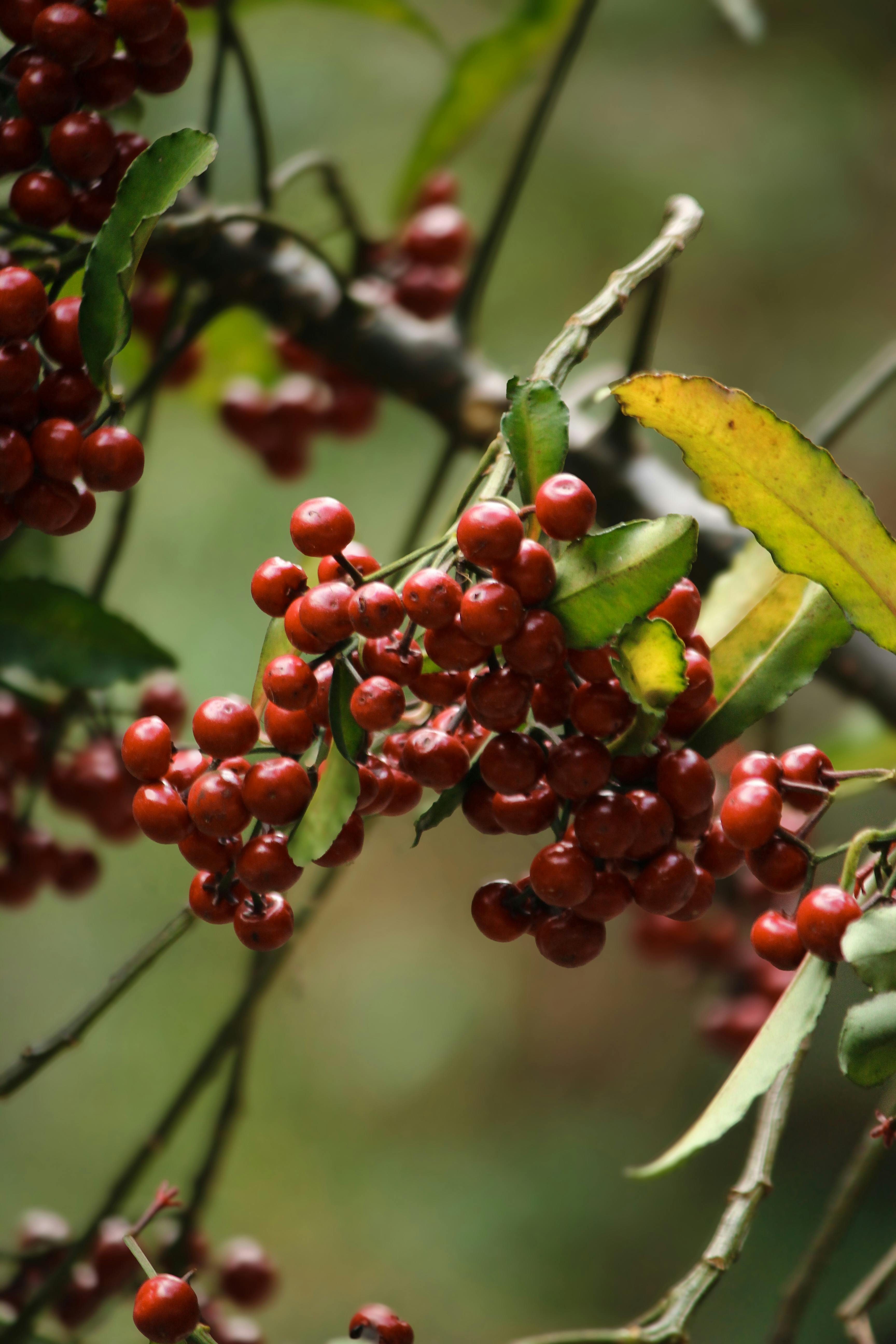 235.358+ Fotos y Imágenes de Fotos+de+venados