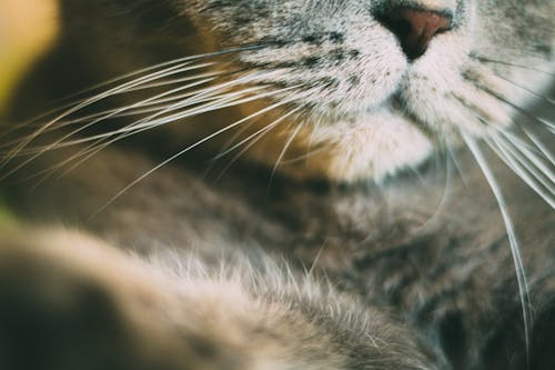 Free stock photo of cat face