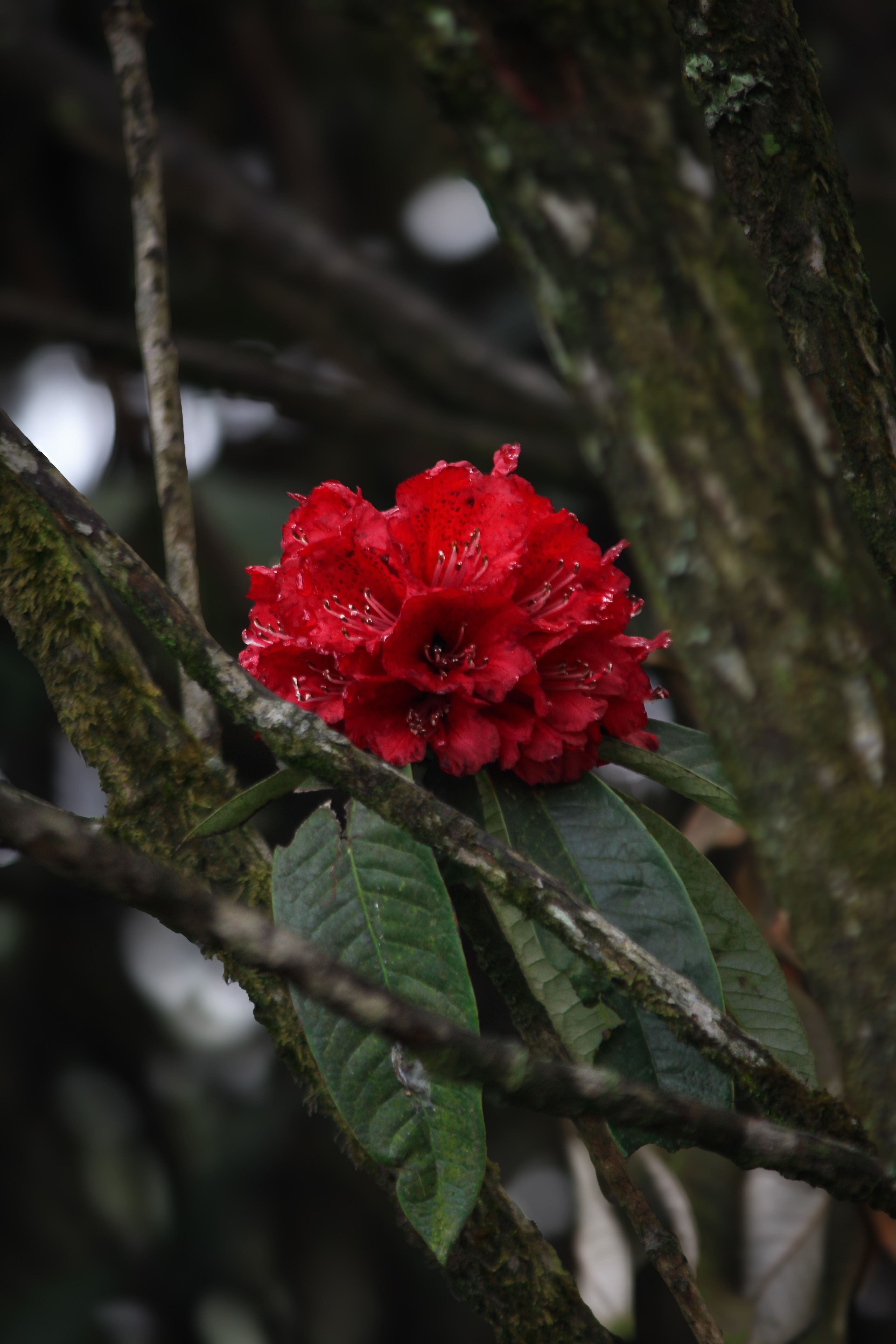 Red Rhododendron Bloom in Natural Setting · Free Stock Photo