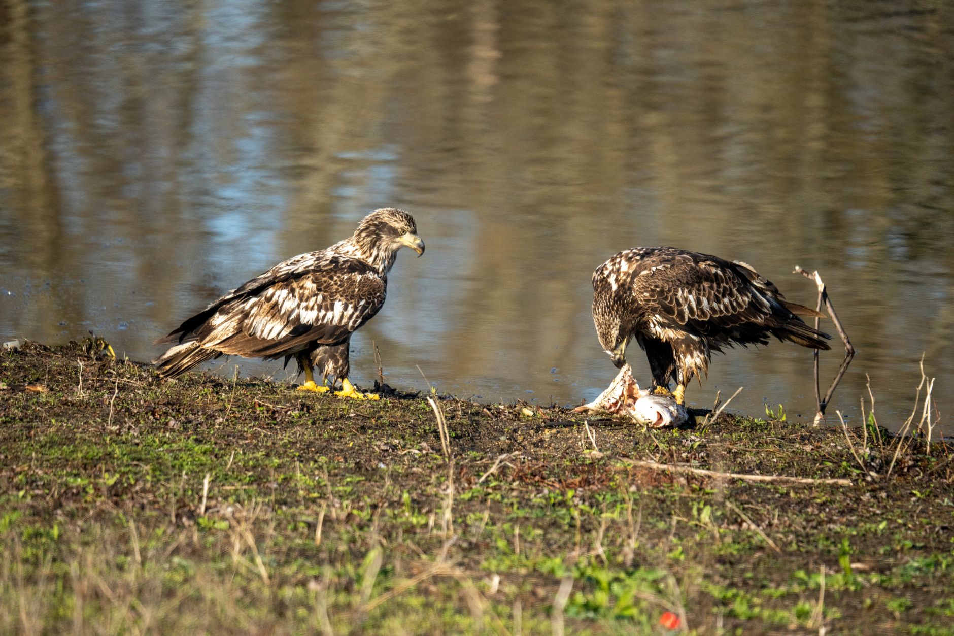 Two juvenile bald eagles feeding on a fish near a water edge in Wabasha, Minnesota, USA.