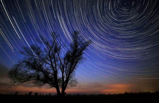 Dramatic star trails swirl above a silhouetted tree against a vibrant night sky.