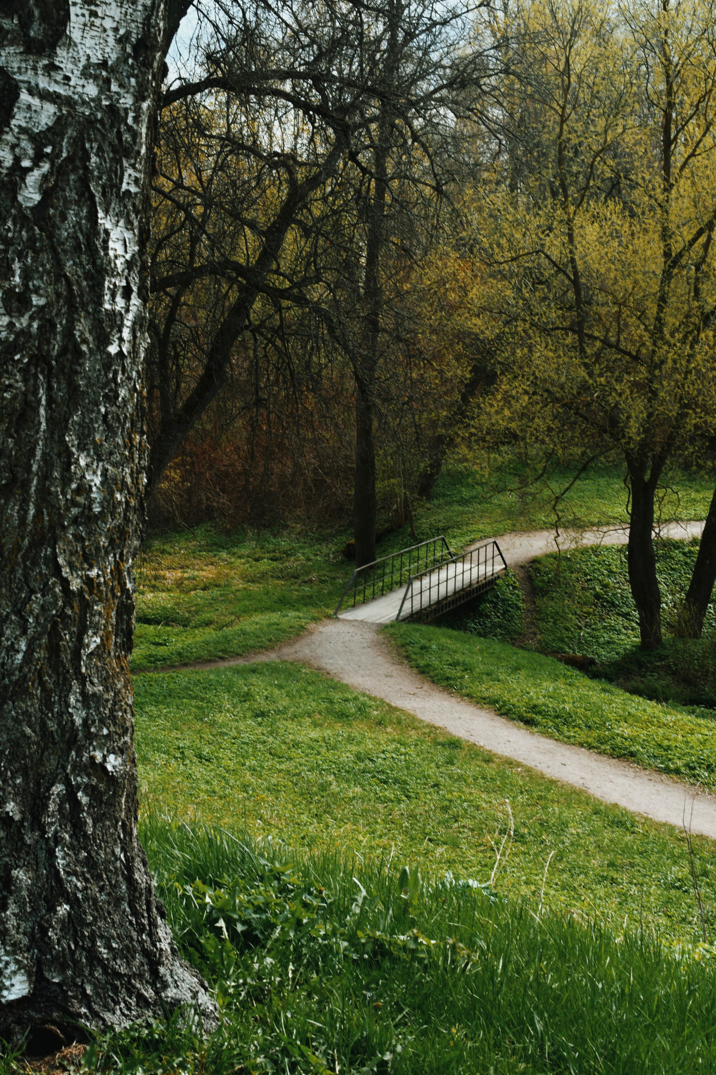 Serene Spring Pathway in Lush Green Park · Free Stock Photo