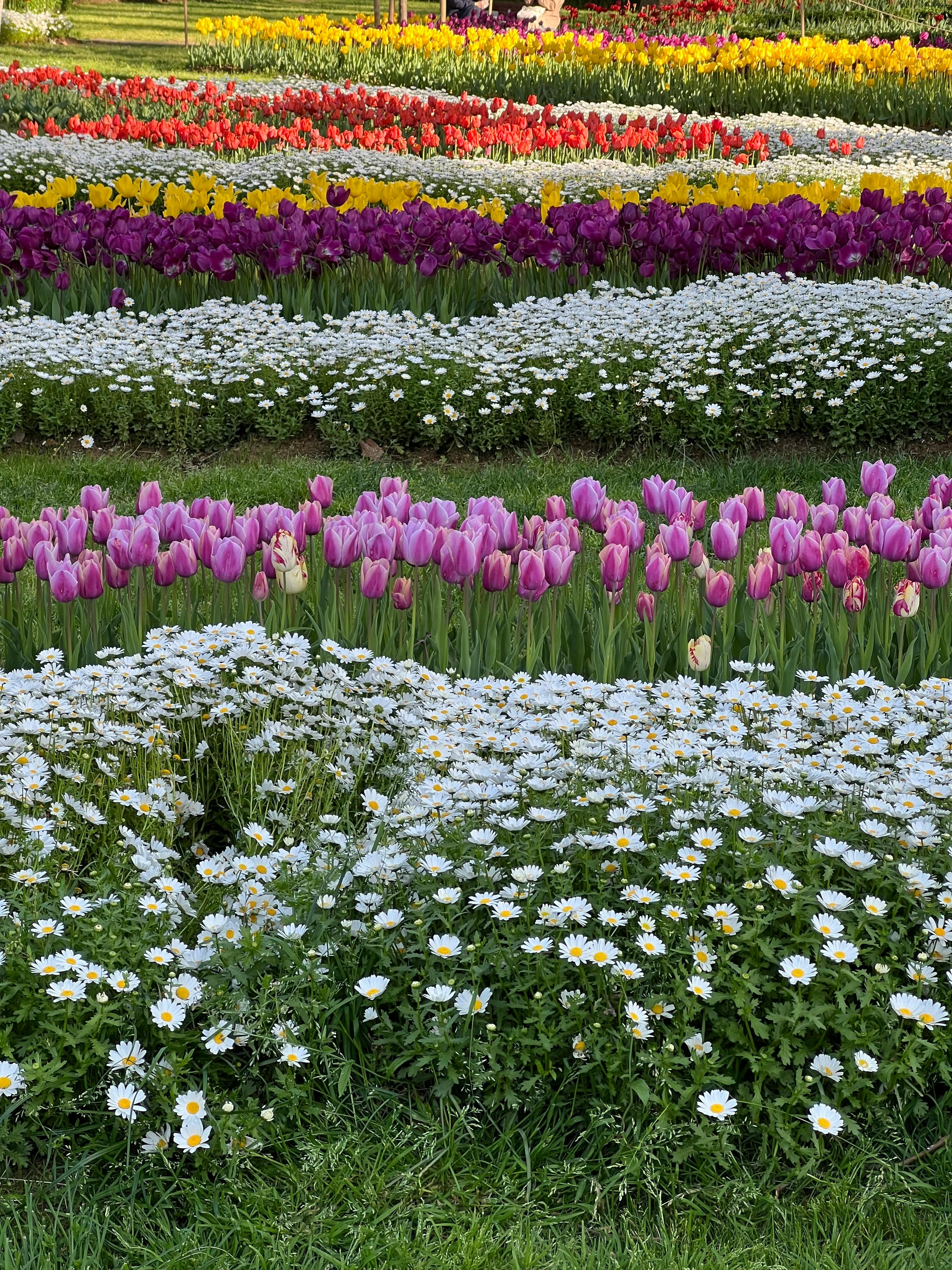 Festival tulip di Emirgan Park