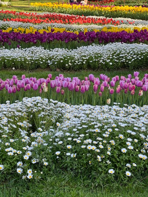 Festival tulip di Emirgan Park Festival tulip di Emirgan Park