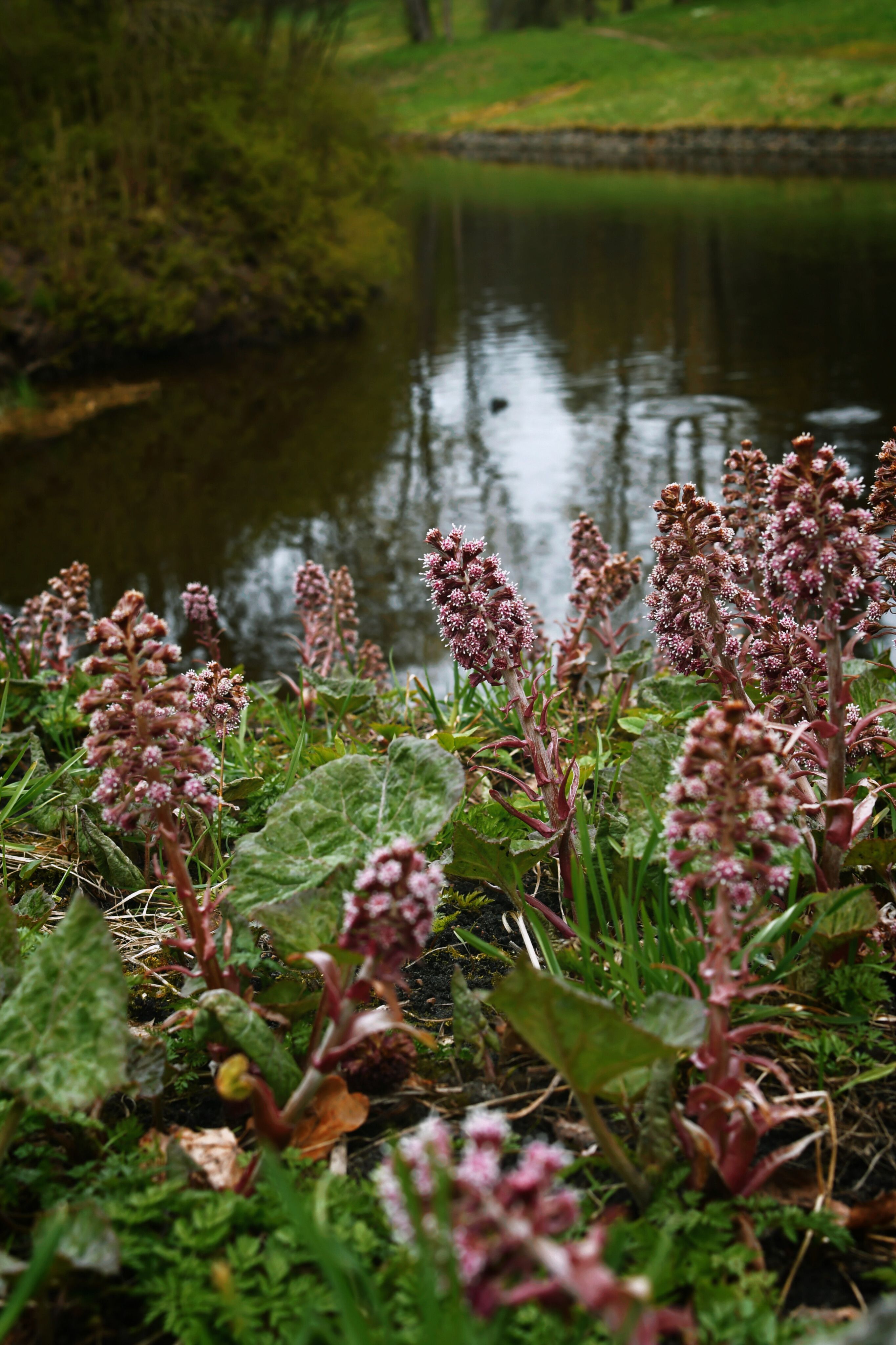 Pink butterbur flowers bloom beside a tranquil pond, evoking a peaceful spring atmosphere.