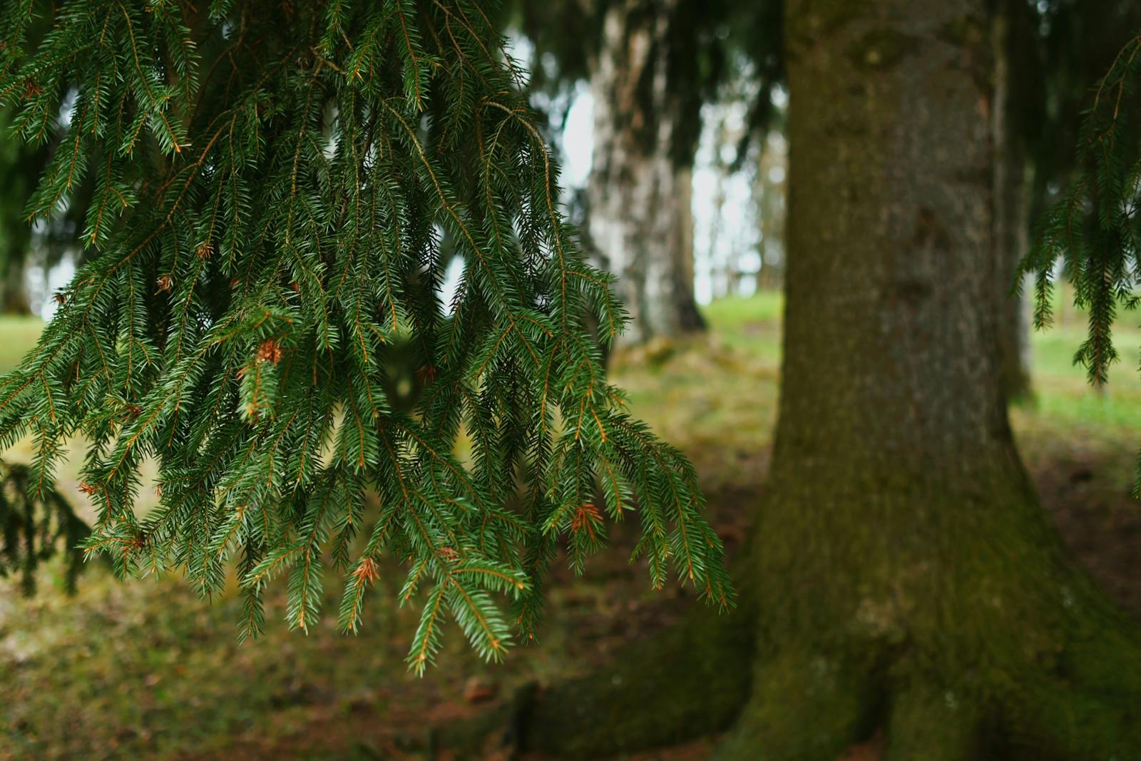 Tree without background photos download the best free tree without