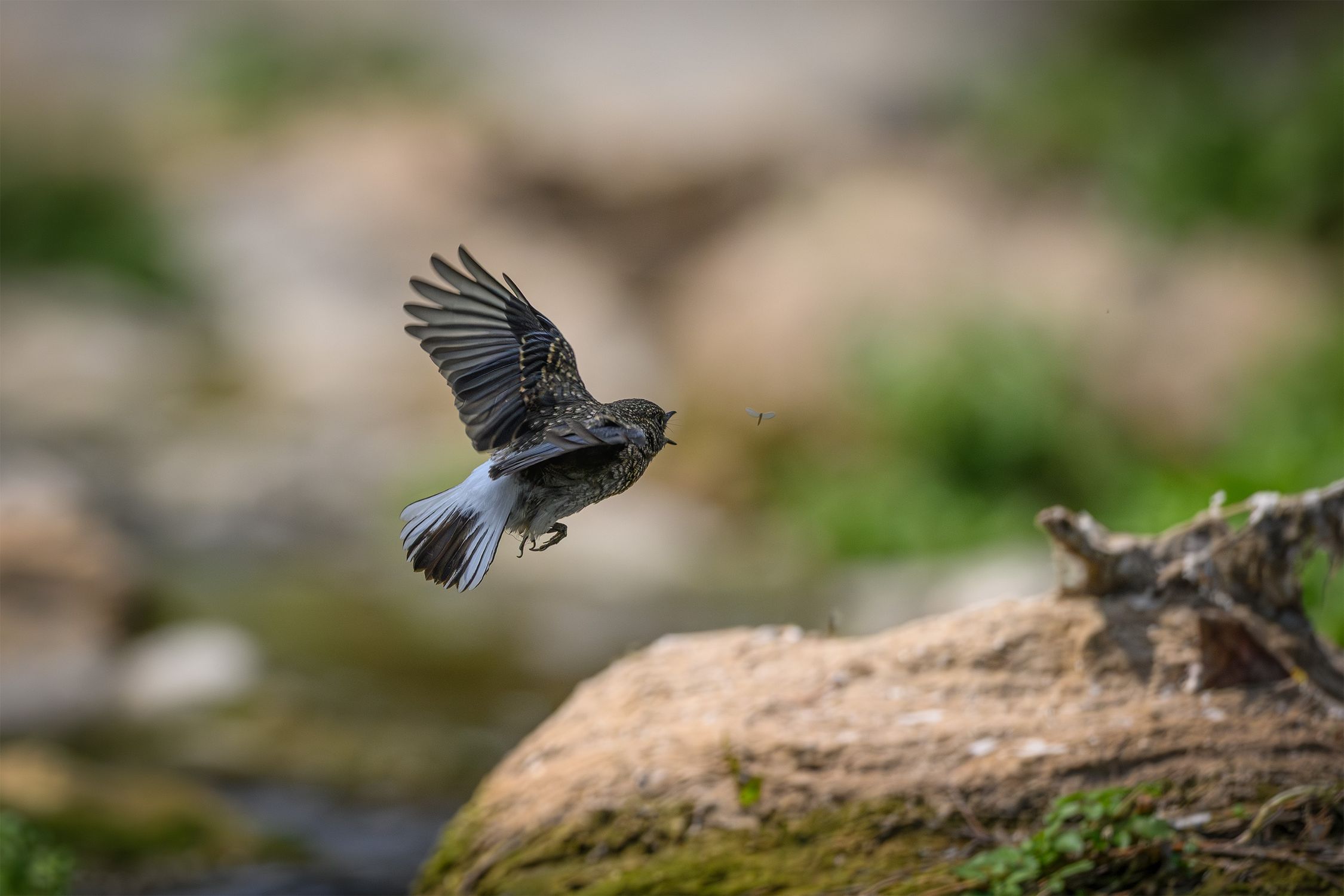 Ird Flying Flying Bird in Motion Over Natural Landscape · Free Stock Photo
