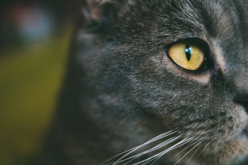 Free stock photo of cat