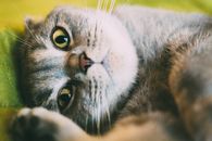 一只灰色的虎斑猫躺着，胡须和大眼睛清晰可见