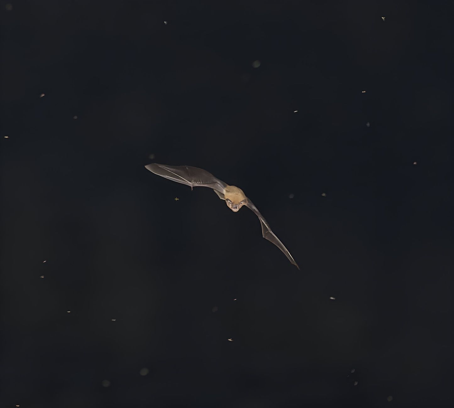 A bat gracefully soars through the night sky in Vietnam, surrounded by insects.
