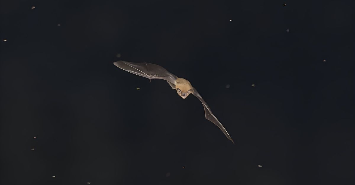 Bat Family Tree Rewritten by Genomes and Fossils, Study Finds
