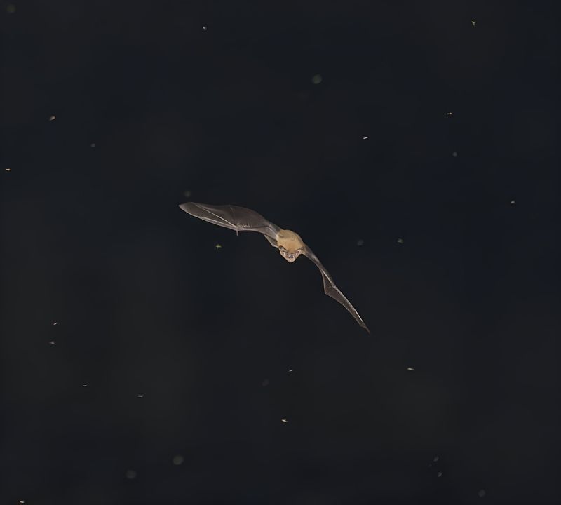 Bat removal and exclusion cost: Attic service guide