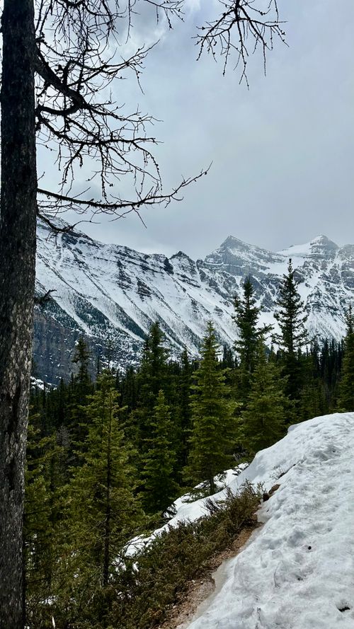 Free A picturesque snowy mountain vista with evergreen trees in the Canadian Rockies. Stock Photo