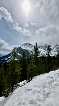 Majestic snow-covered mountains and evergreen trees under the bright sun.