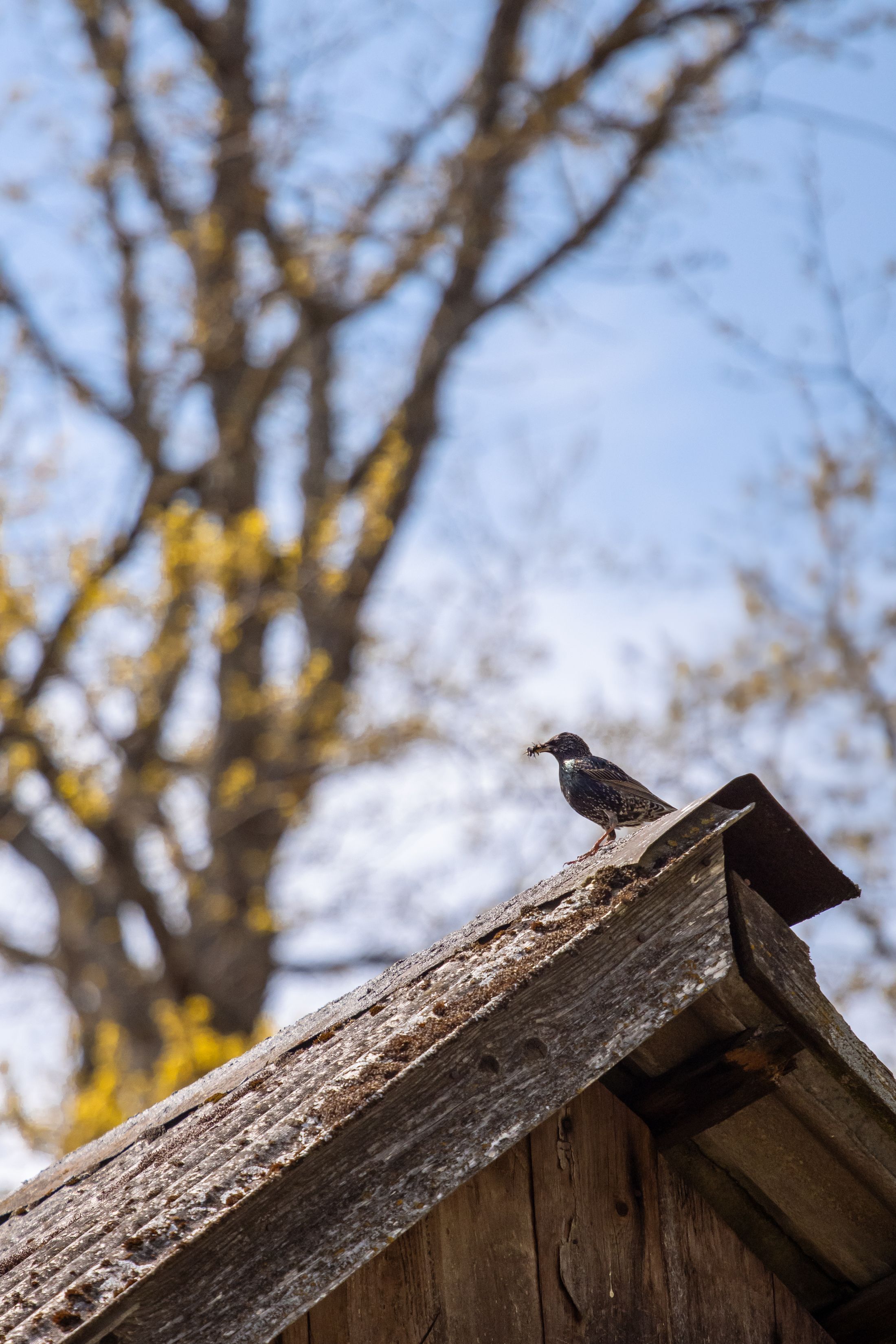European Starling on Roof in Sunny Spring · Free Stock Photo