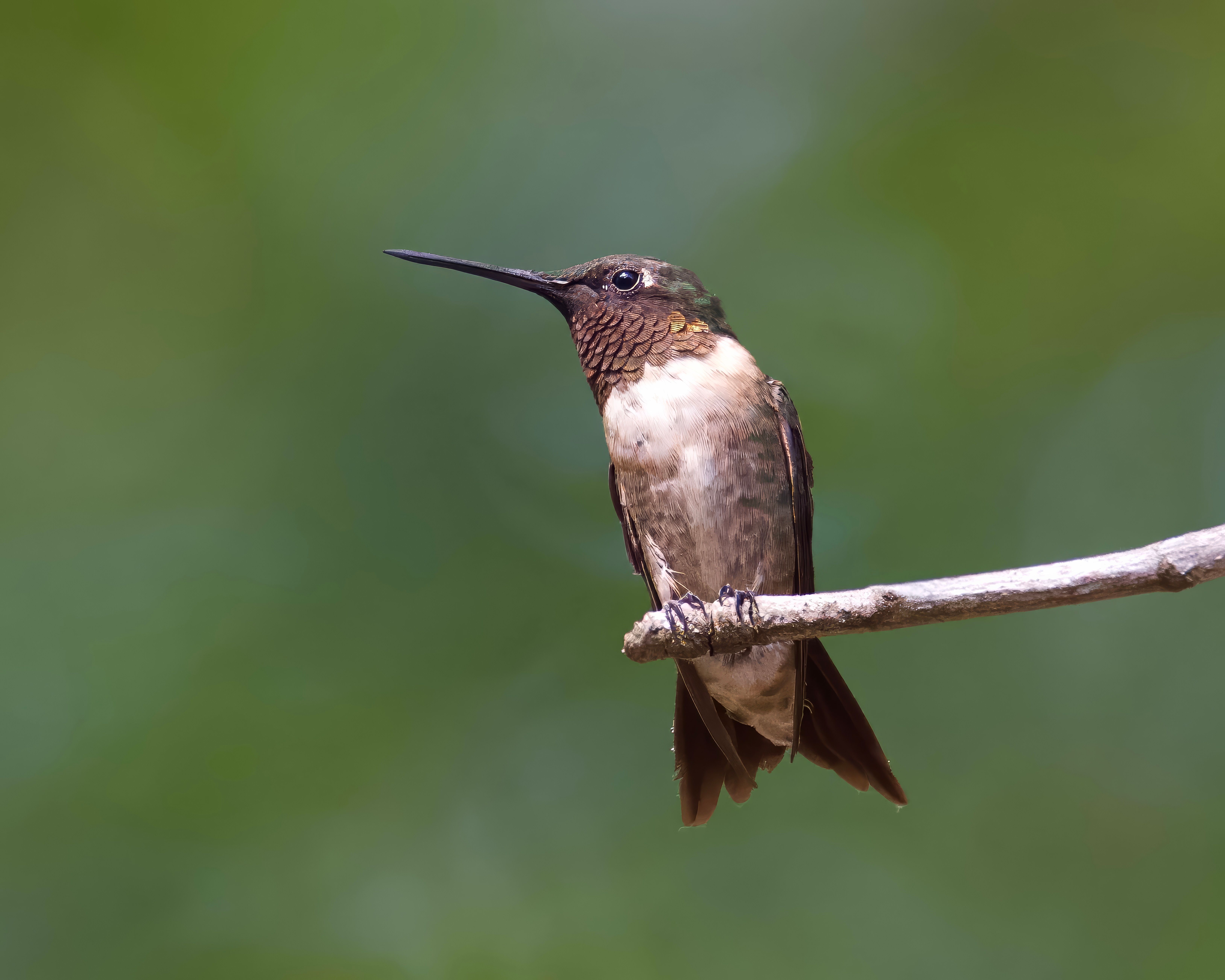 will hummingbird use birdhouse