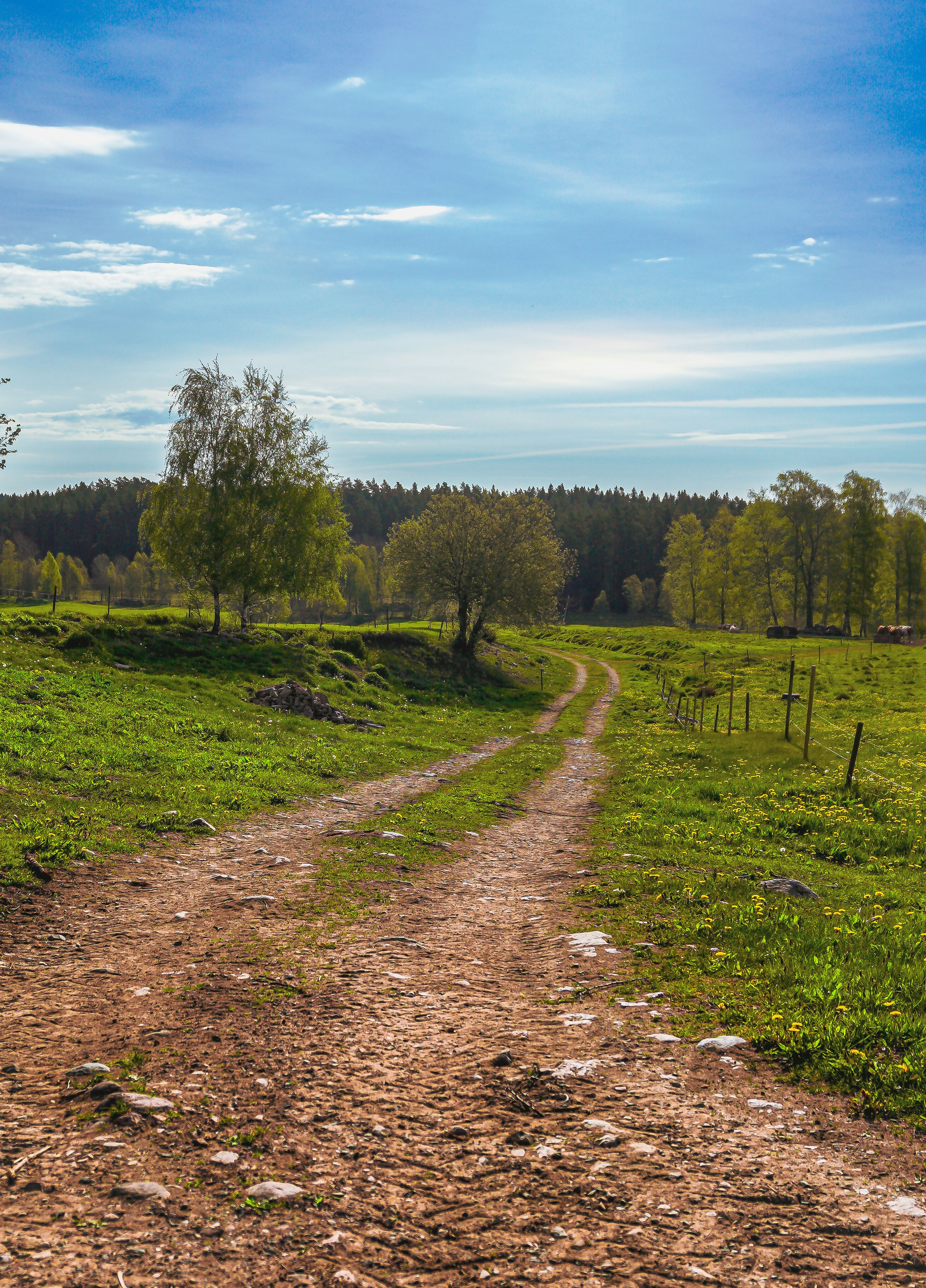 Scenic Country Dirt Road in Springtime Countryside · Free Stock Photo