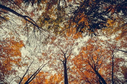 Foto d'estoc gratuïta de arbres, arrels, bosc