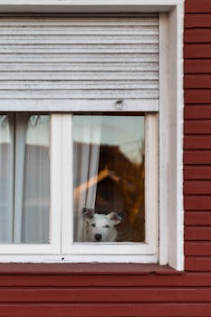A white dog peers out from behind a window in Mar del Plata, Argentina, expressing curiosity and longing.