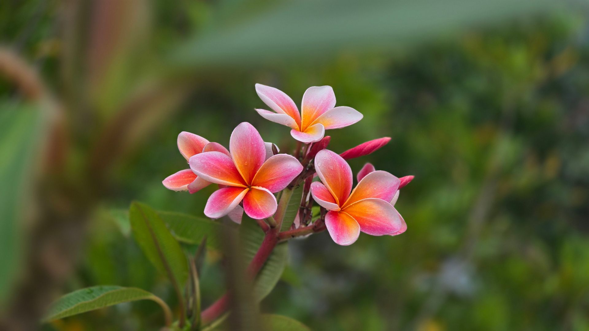 Beautiful pink and orange Plumeria flowers blooming in a lush garden setting.