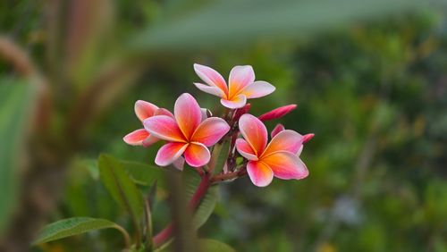 Free Beautiful pink and orange Plumeria flowers blooming in a lush garden setting. Stock Photo