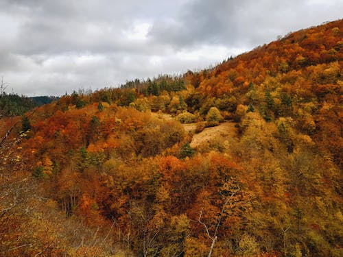 Foto d'estoc gratuïta de bosc, caure, fulles de tardor