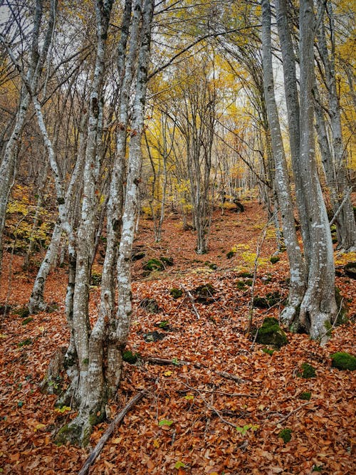 Immagine gratuita di alberi, arancia, autunno
