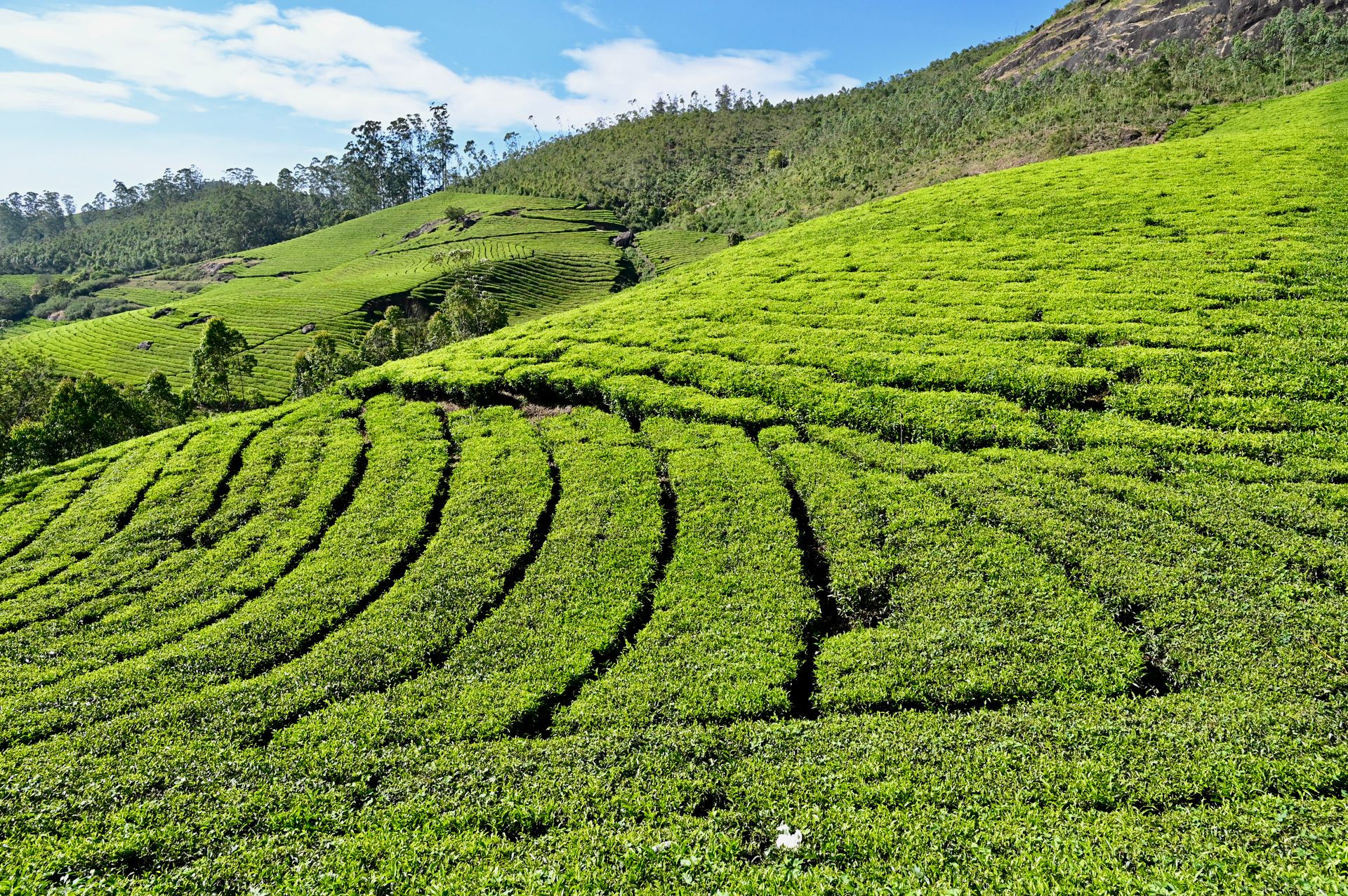 Munnar tea hill stations
