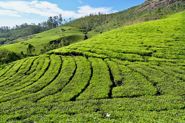 Munnar Tea Gardens Tour