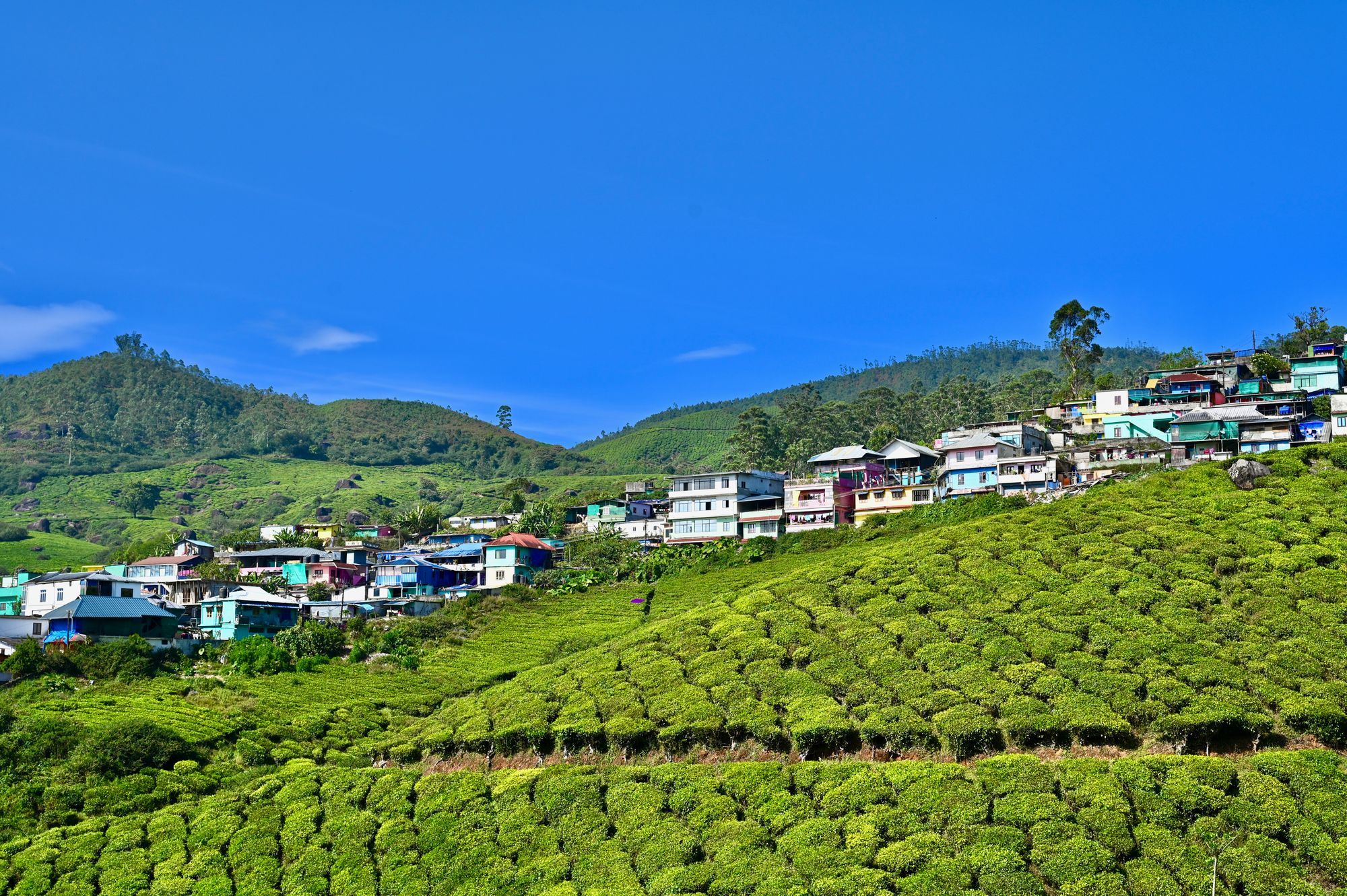 Tellicherry