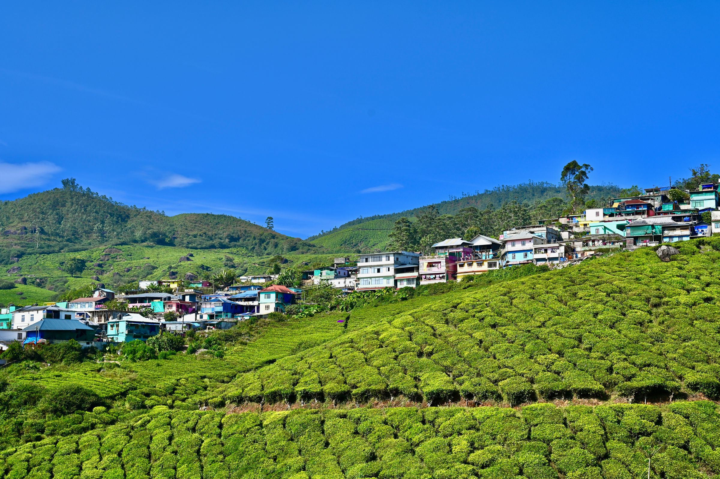 Munnar Family Tea & Nature Escape