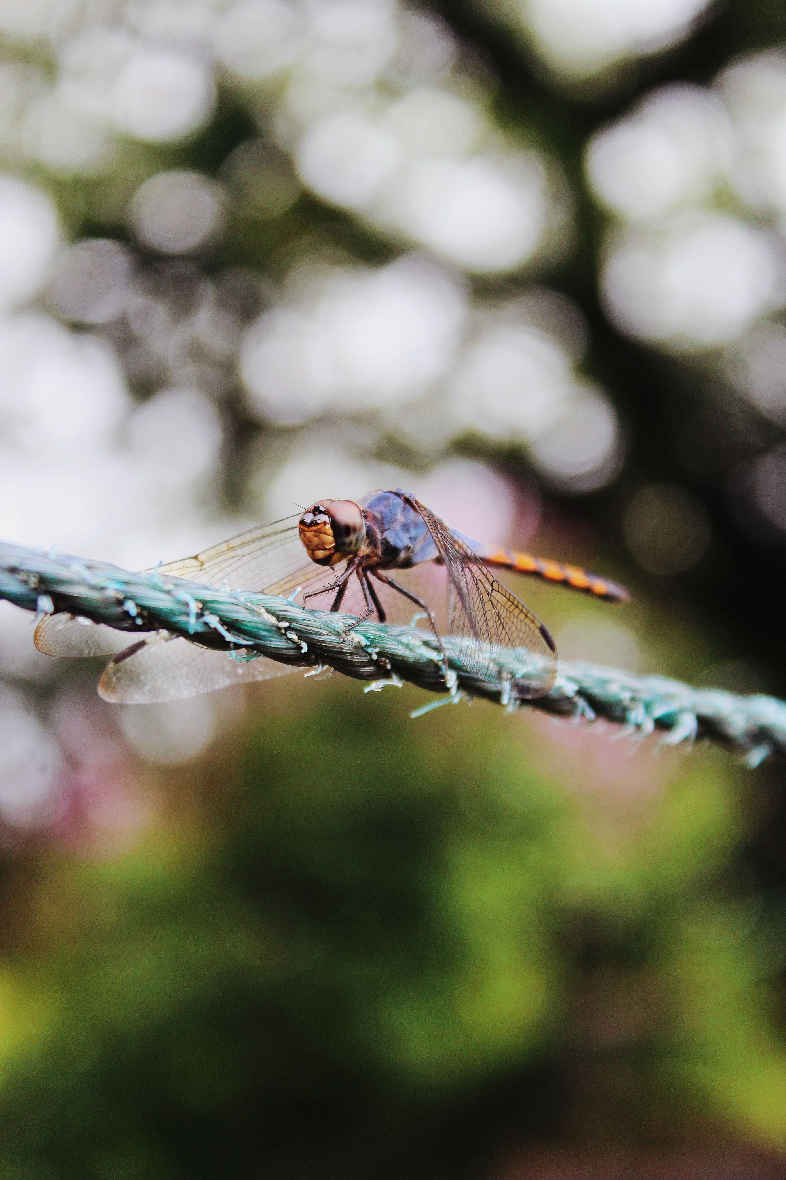 Colorful Dragonfly Resting on a Wire Outdoors · Free Stock Photo