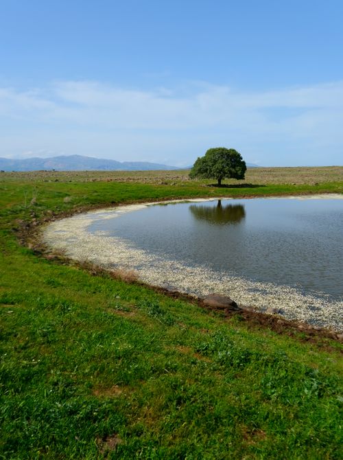 Free A serene pond with a single tree in a vast green field, under a clear blue sky. Stock Photo