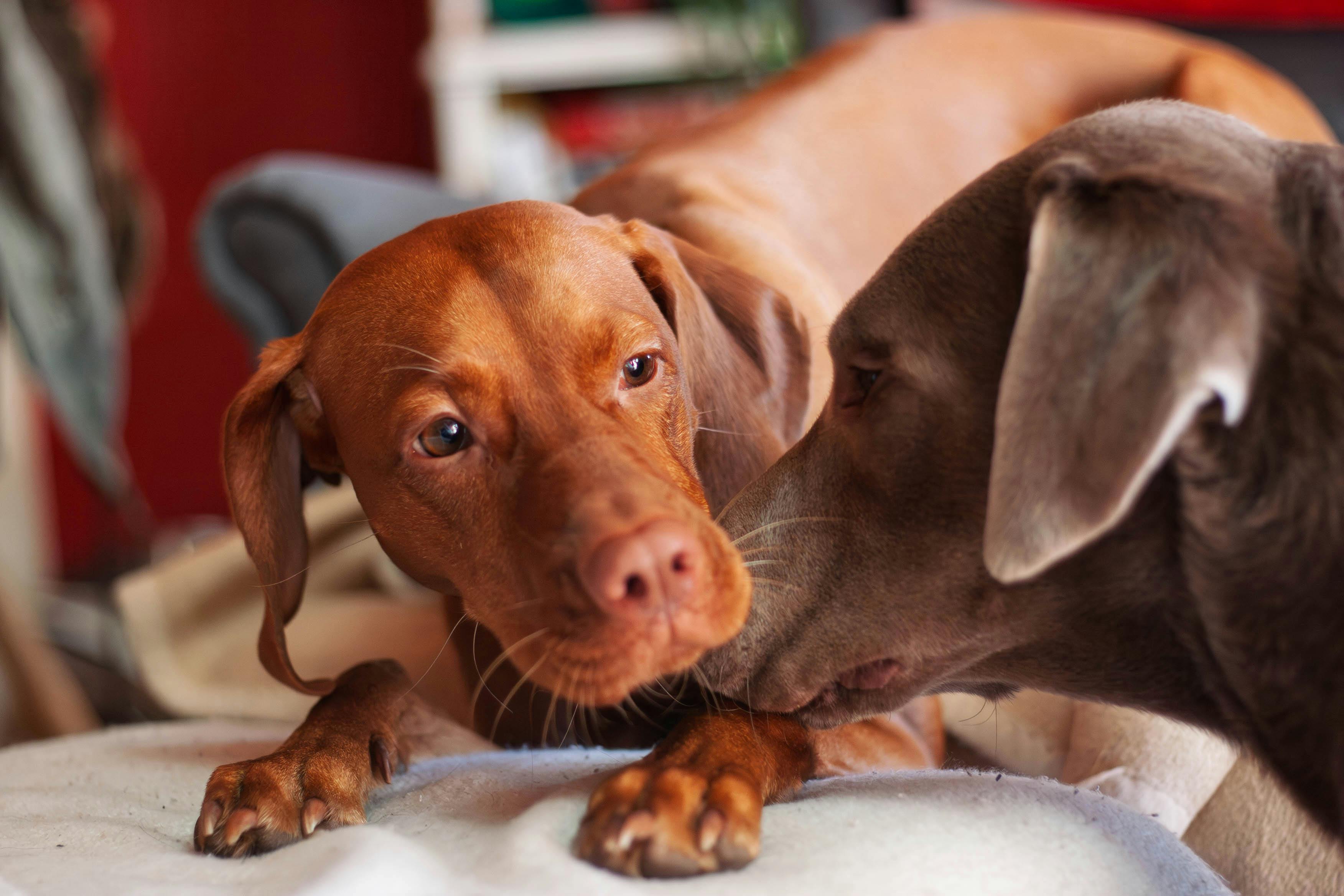 Dogs as Lifestyle Companions: What This Means for Brands &amp; Retailers — Photo by Peter Jochim on Pexels