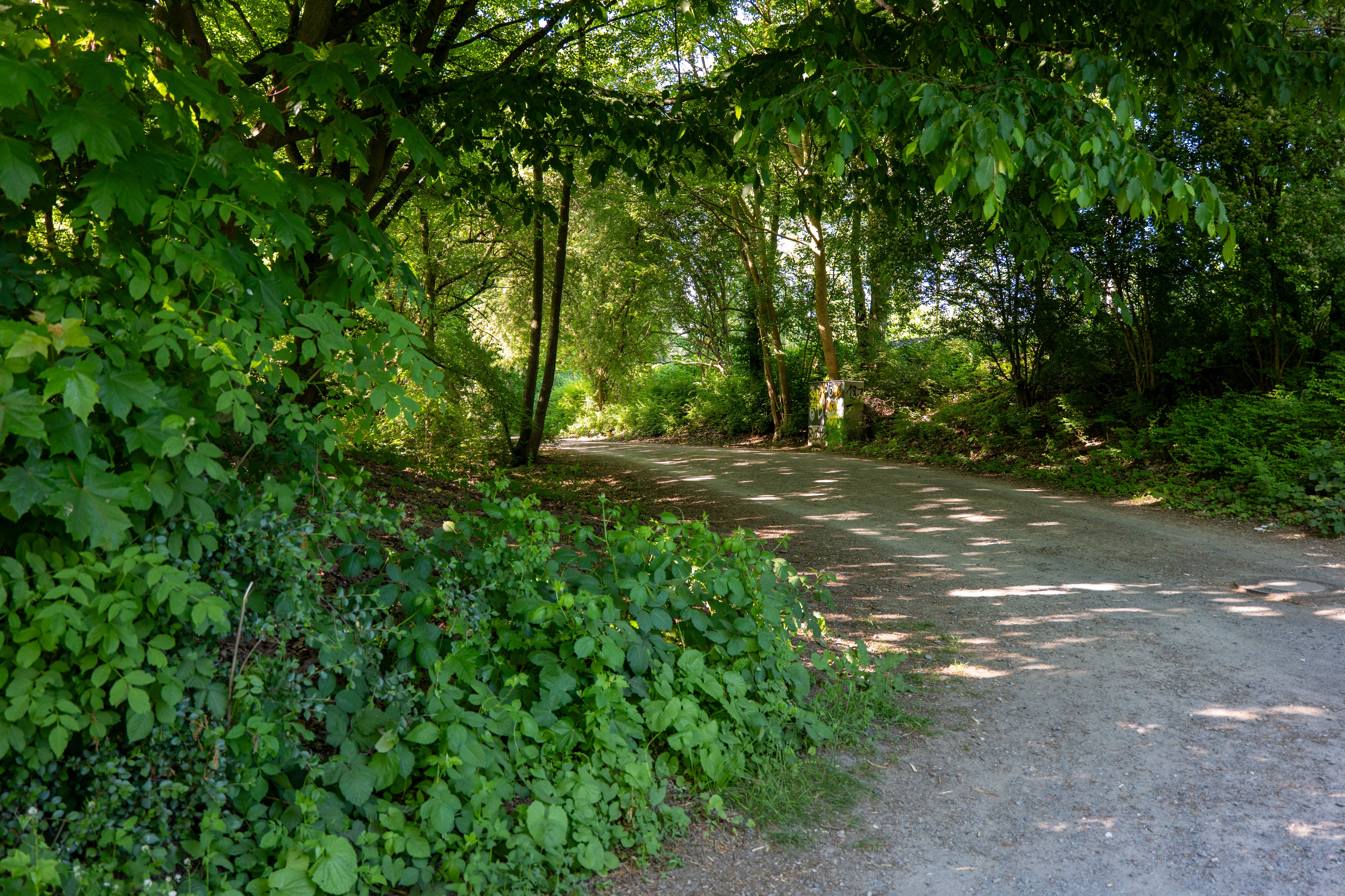 Photos gratuites de arbres, aventure, beauté naturelle