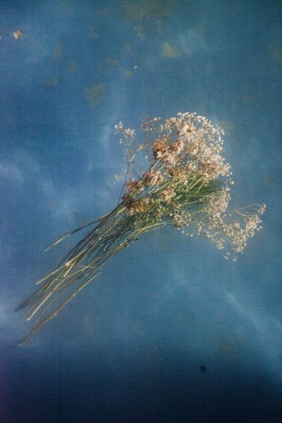 Floral Aquático