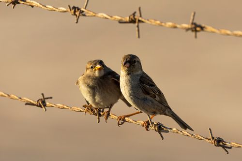 Free Two house sparrows perched on barbed wire at sunrise with a soft, warm backdrop. Stock Photo