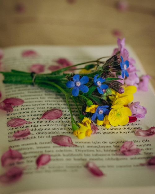 Free Vibrant blue and yellow wildflowers resting on an open book surrounded by pink petals, evoking springtime serenity. Stock Photo