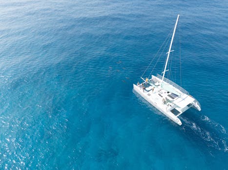 Catamaran Adventure with Playful Dolphins Ahead