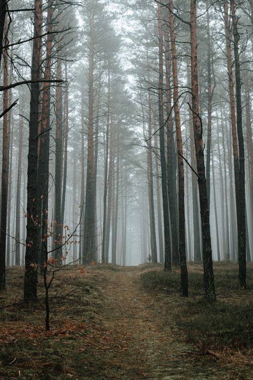 Free Foggy forest path in Ocypel, Poland, creating a mysterious and moody atmosphere. Stock Photo