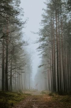 A foggy morning in Ocypel's tranquil forest, featuring a serene pathway lined with tall trees.