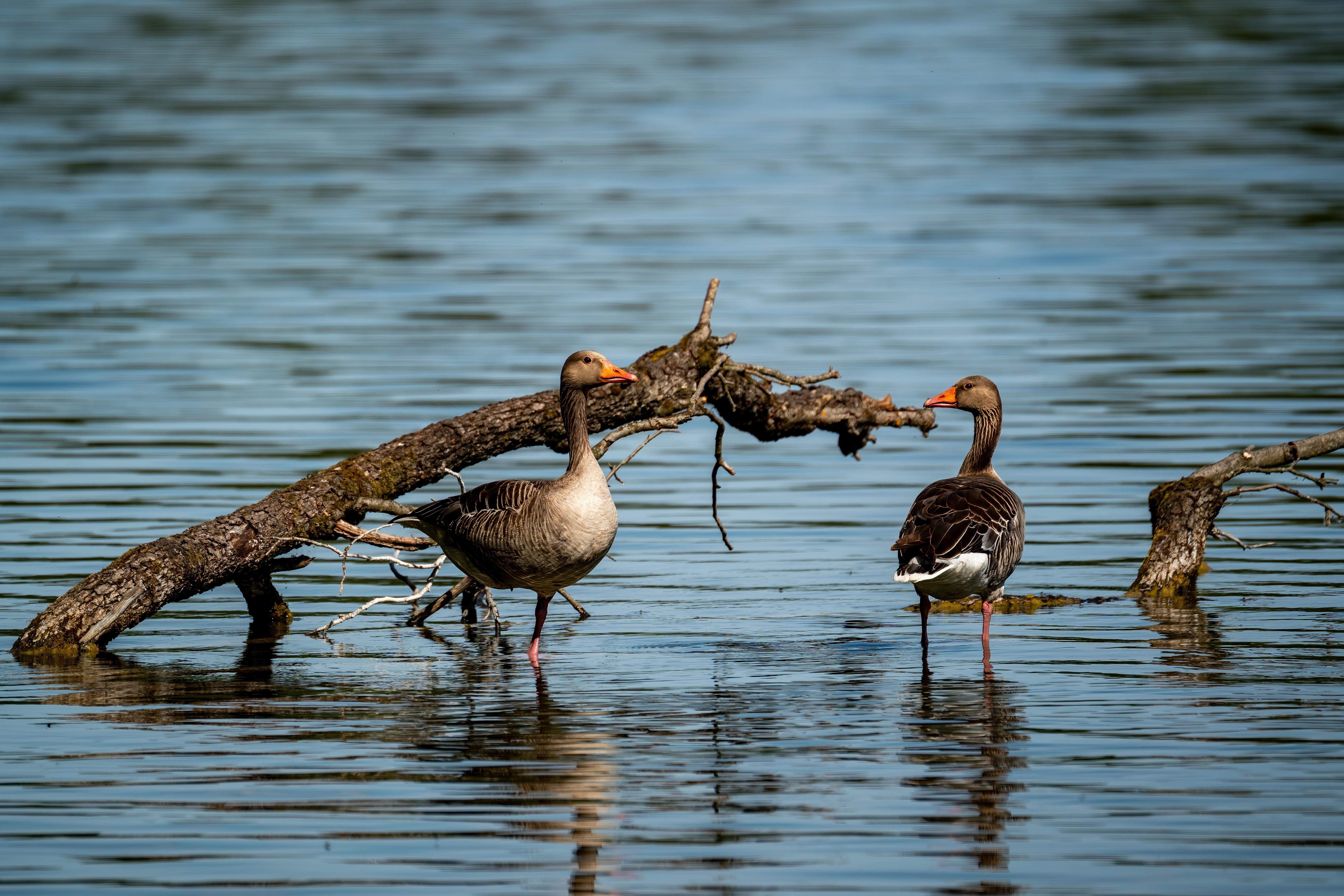 Watch spring geese from Keemu tower