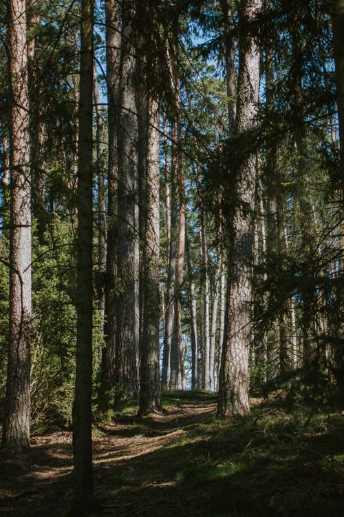 Free Tranquil forest scene in Ocypel, Pomeranian Voivodeship, with sunlight filtering through tall trees. Stock Photo