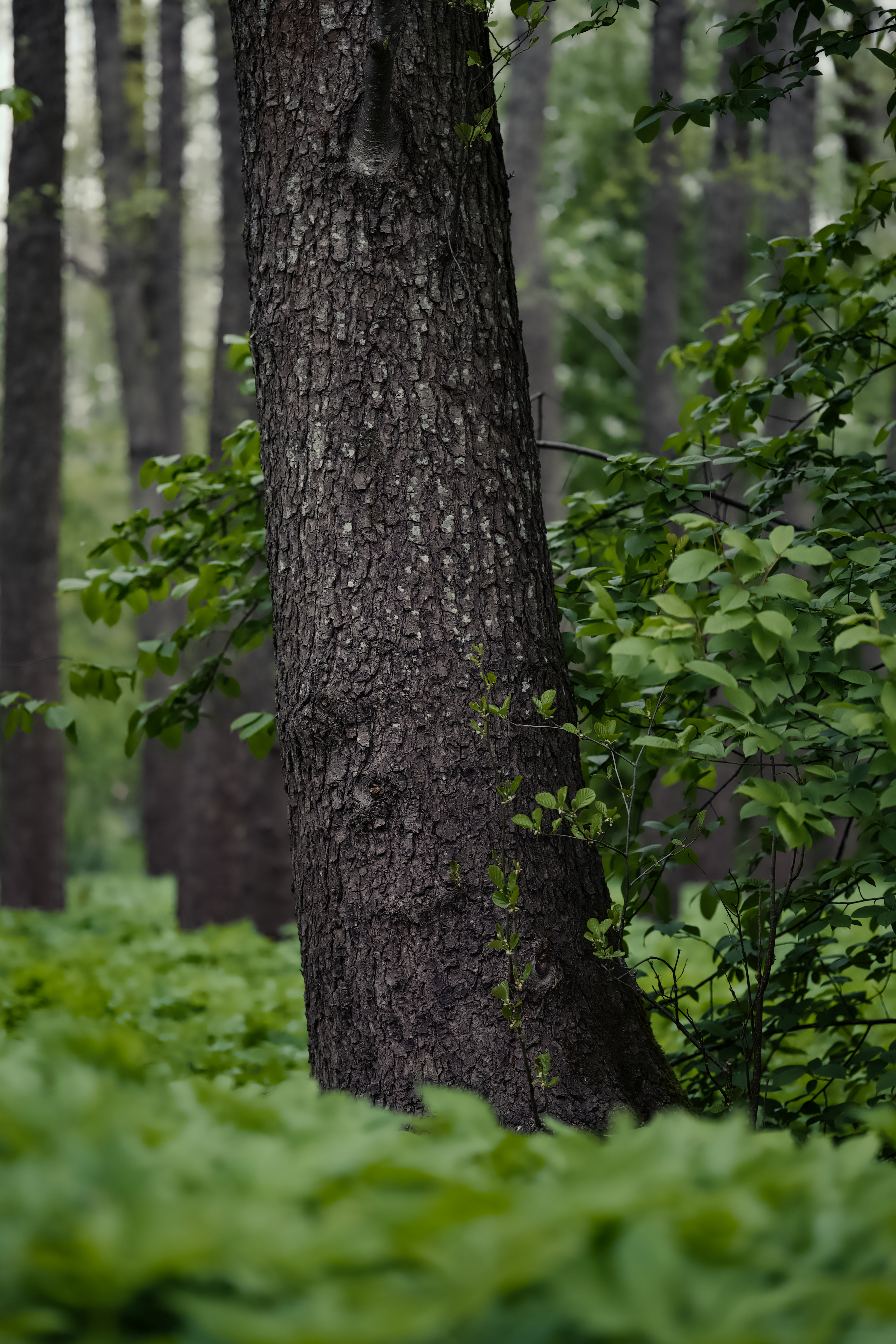 Lush Forest with Prominent Tree Trunk · Free Stock Photo