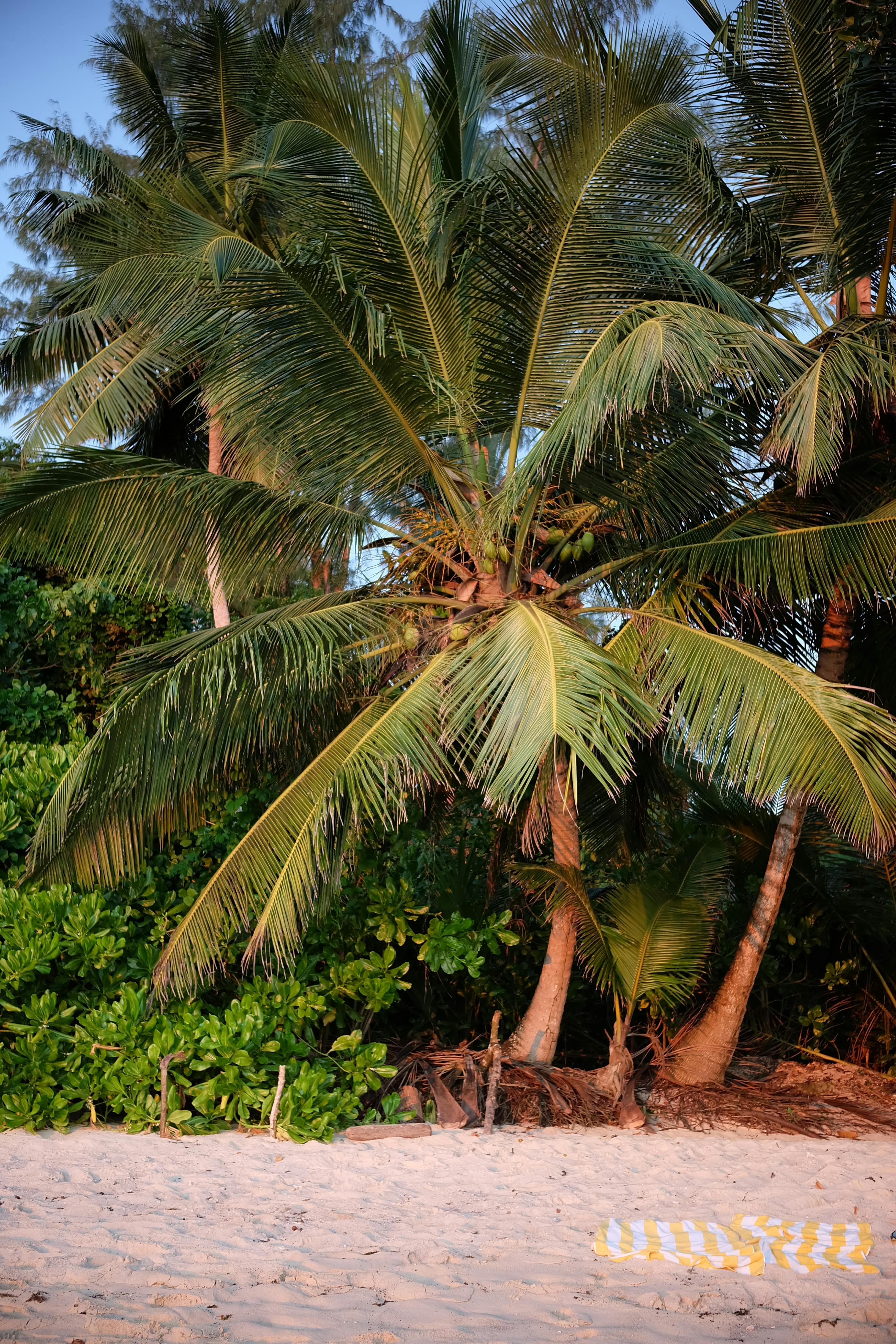 Lush palm trees on a sandy beach in Seychelles, captured during day.